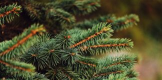 Як підготувати хвойні рослини до зимування